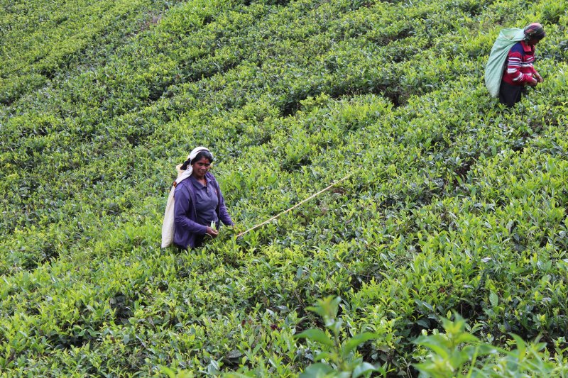 Women working on a tea plantation