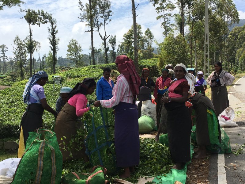 Tamil women picking Ceylon tea leaves