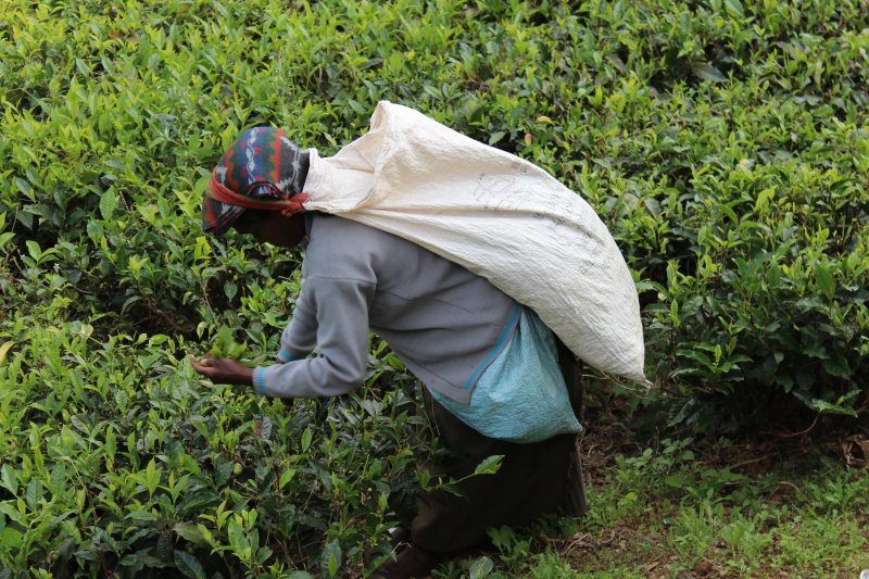 Sri Lankan woman picking tea
