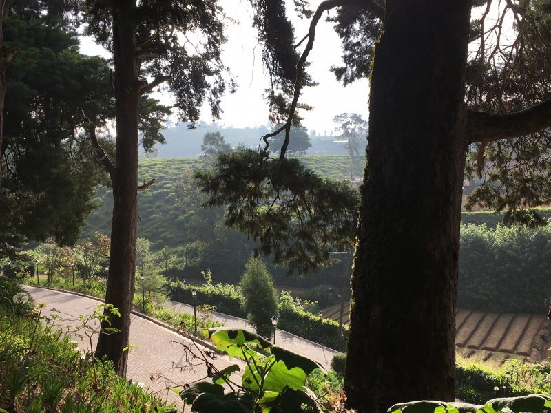 Tea gardens from Mirage Kings Cottage