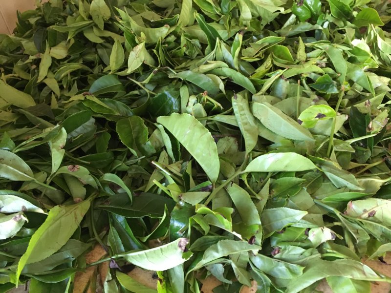 Tea leaves at Liddesdale tea factory