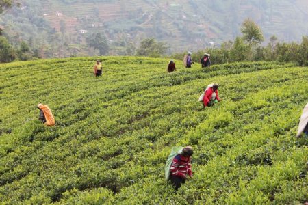Kandy to Nuwara Eliya: Sri Lanka's Tea Country Kandy to Nuwara Eliya: Sri Lanka's Tea Country