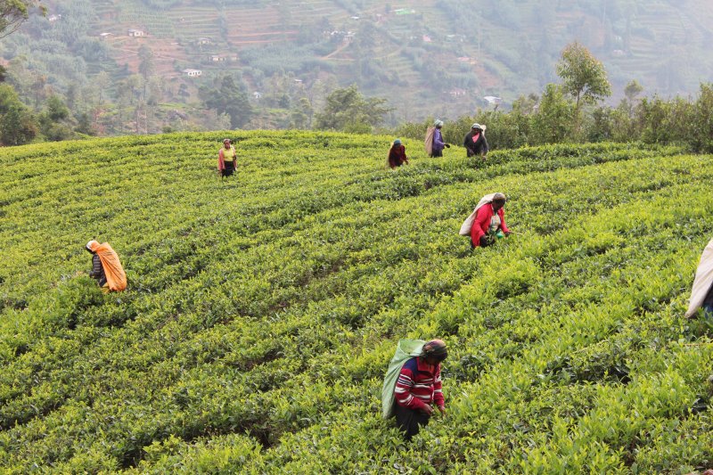 Women picking Ceylon tea