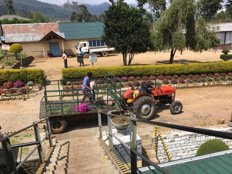 Workers at Liddesdale tea factory