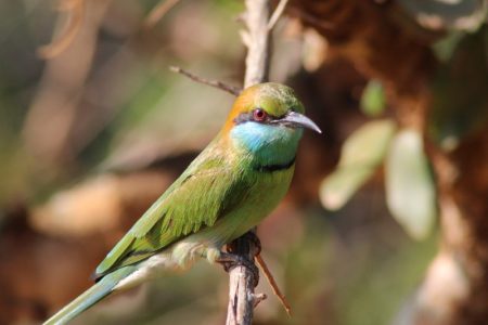 Yala National Park birdlife