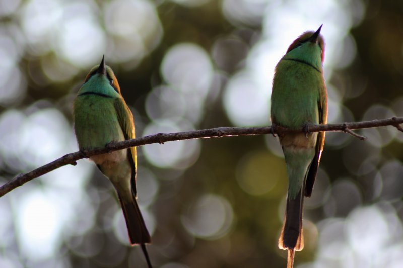 Yala National Park birdlife