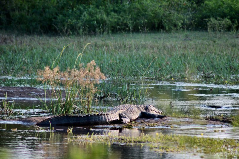 Yala National Park crocodile in water