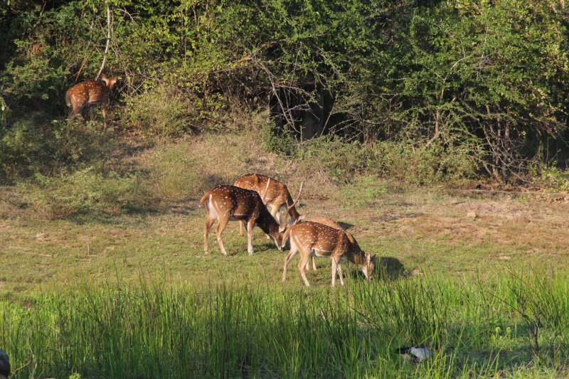 Yala National Park spotted deer