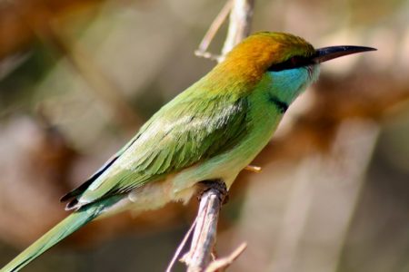 Yala National Park green bee-eater