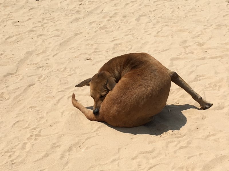 Sri Lanka, stray dog
