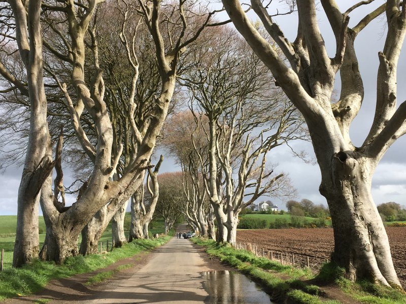 Dreaming about travel: he Dark Hedges, Northern Ireland Dreaming about travel: he Dark Hedges, Northern Ireland