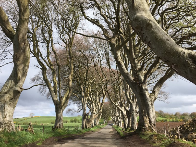 The Dark Hedges, Giant's Causeway day trip