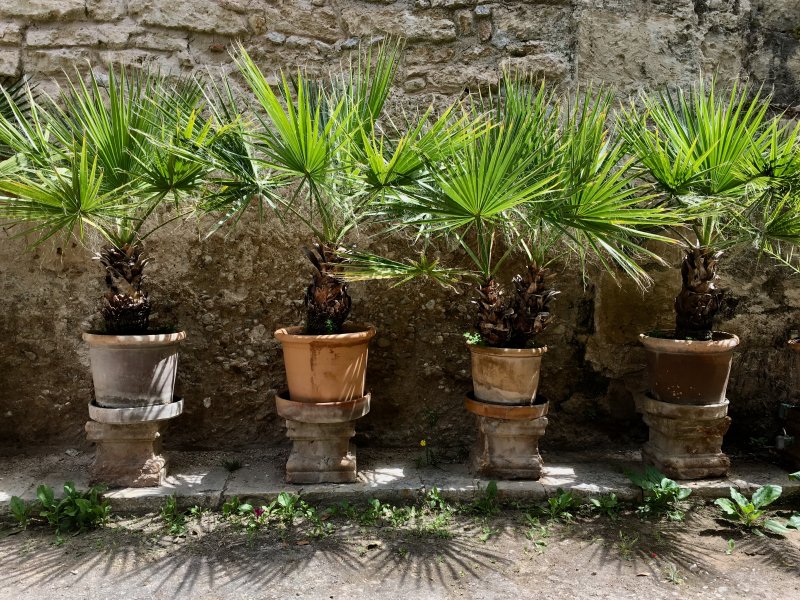 Banys Arabs garden, Palma de Mallorca old town Banys Arabs palms, Palma de Mallorca old town