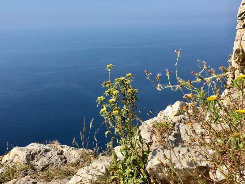 Serra de Tramuntana nature Mallorca west coast cliff flowers