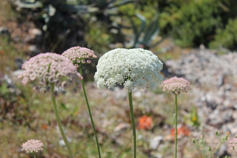 Mallorcan wildflowers Mallorcan wildflowers