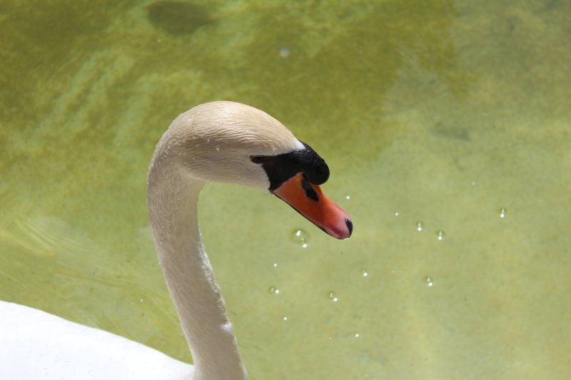 Palau d'Almudaina swan, Palma de Mallorca