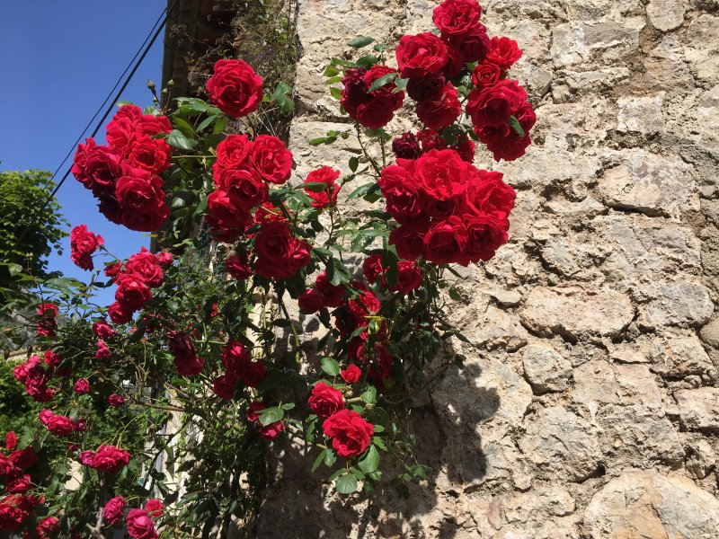 Roses in late May Valldemossa roses, Serra de Tramuntana