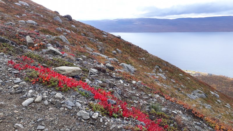 Arctic autumn colours, Saana fell