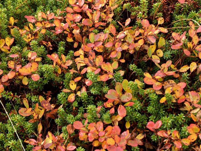 Colors of Lapland, Arctic berries