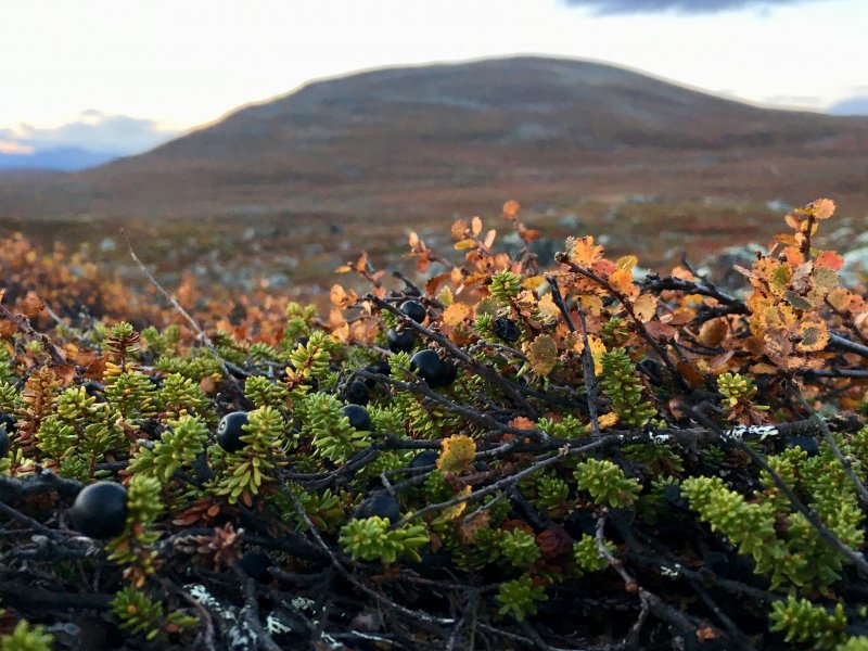 Arctic crowberries