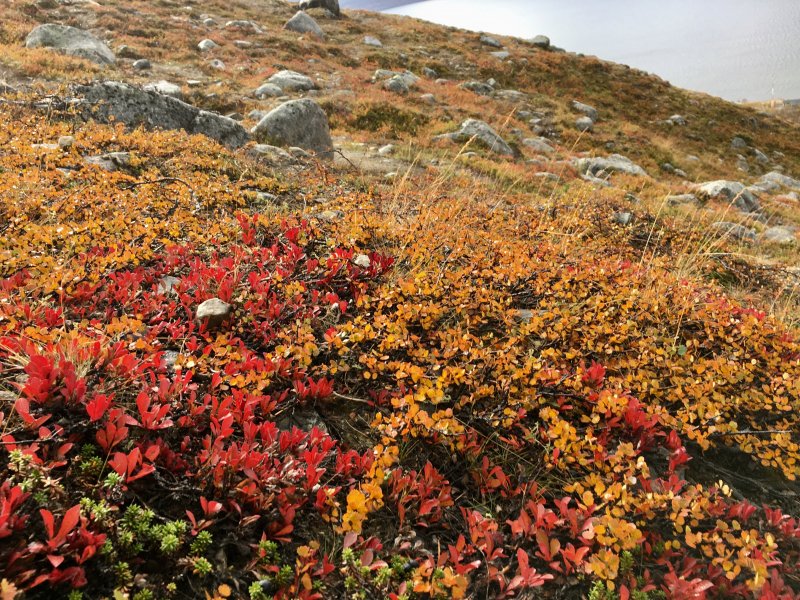 Arctic autumn colours, Saana fell