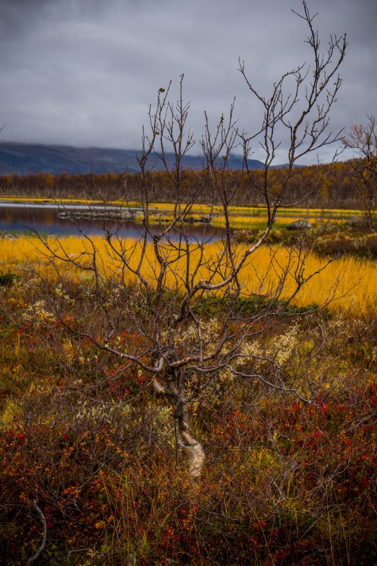 Autumn colours, Kilpisjärvi Lapland
