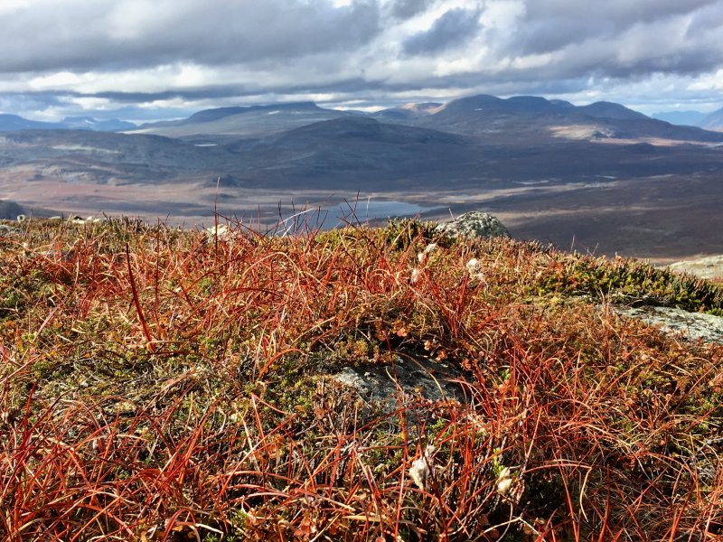 Autumn on Saana fell