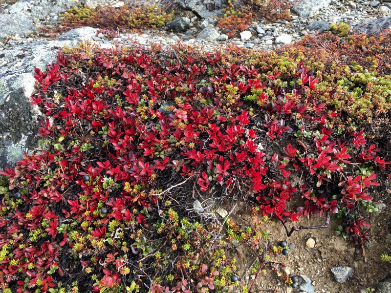 Colors of Lapland, Arctic berries