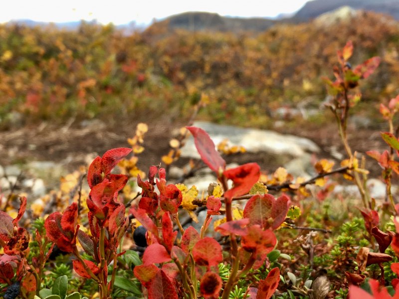 Typical Lapland autumn colors
