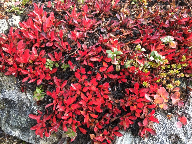 Colors of Lapland, wild plants