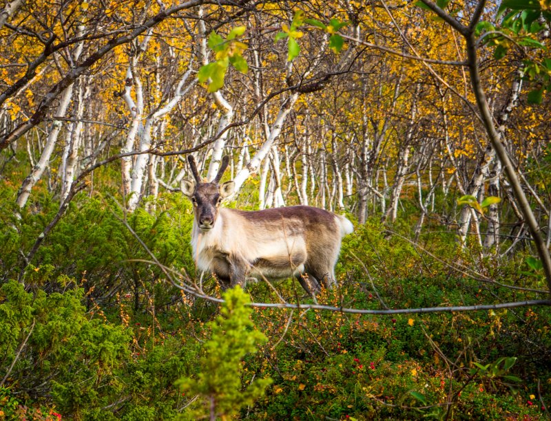 Santa's reindeer?