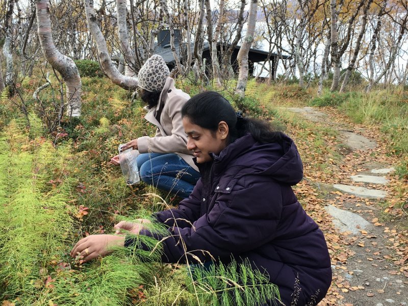 Indian public health students picking lingonberries