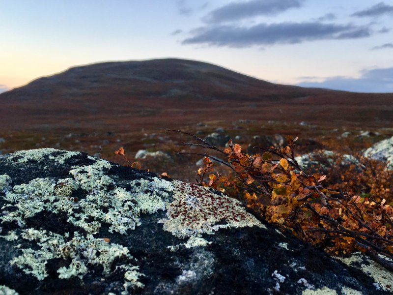 Lichen, reindeer food on Lapland fells