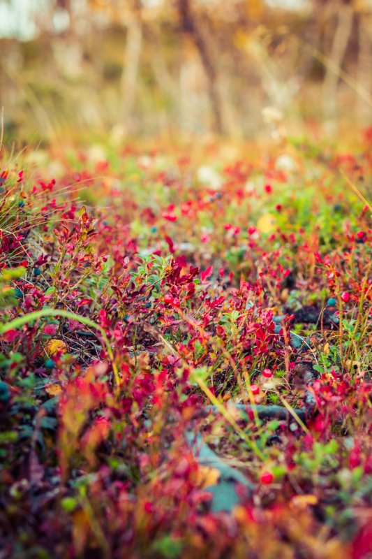Autumn trip to Lapland, wild berries