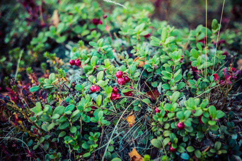 Lapland lingonberry