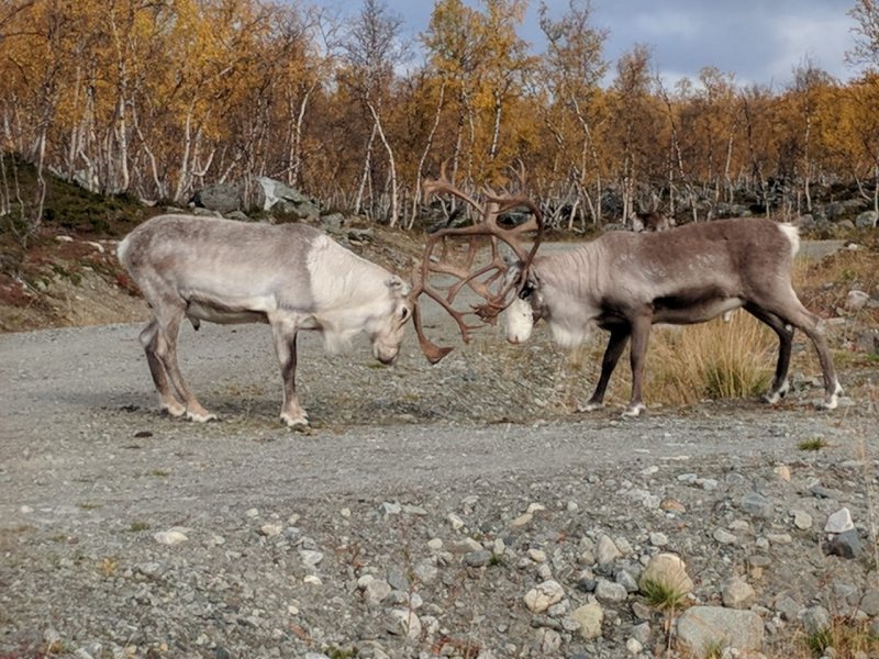 Reindeer fighting