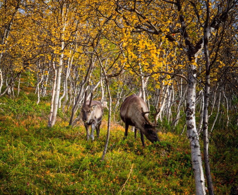 Reindeer in Lapland forest