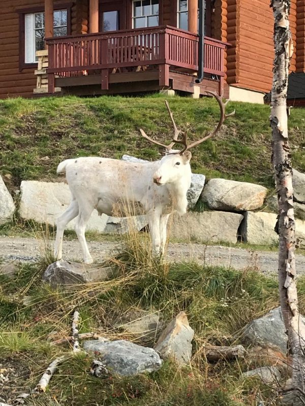 Reindeer in the village of Kilpisjärvi