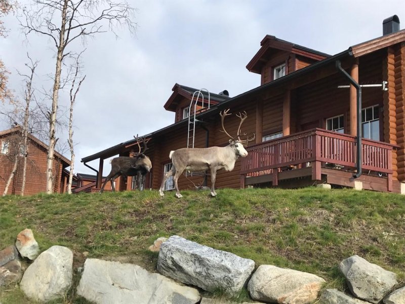 Reindeer on backyard, Kilpisjärvi