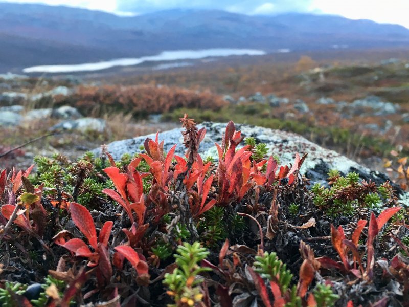 Saana fell evening view