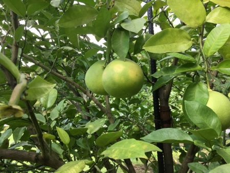 Egami-buntan citrus fruit