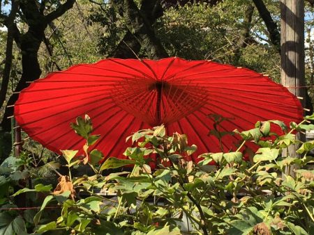 Japanese parasol, Ueno Park gardens