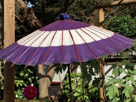 Japanese parasol, Ueno Park