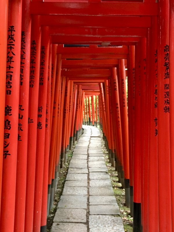 Torii tunnel leading toNezu Shrine, Tokyo