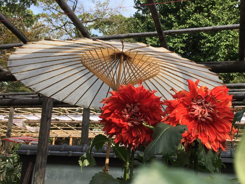 Ueno Park Autumn Dahlia Garden
