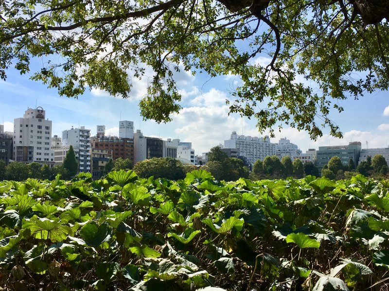 Shinobazu Pond, Ueno Park, Tokyo