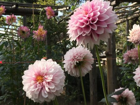 Ueno Park autumn Dahlia exhibition, Tokyo