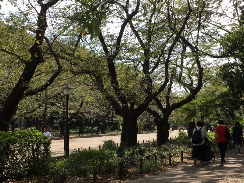 Ueno Park: Tokyo's hanami party place
