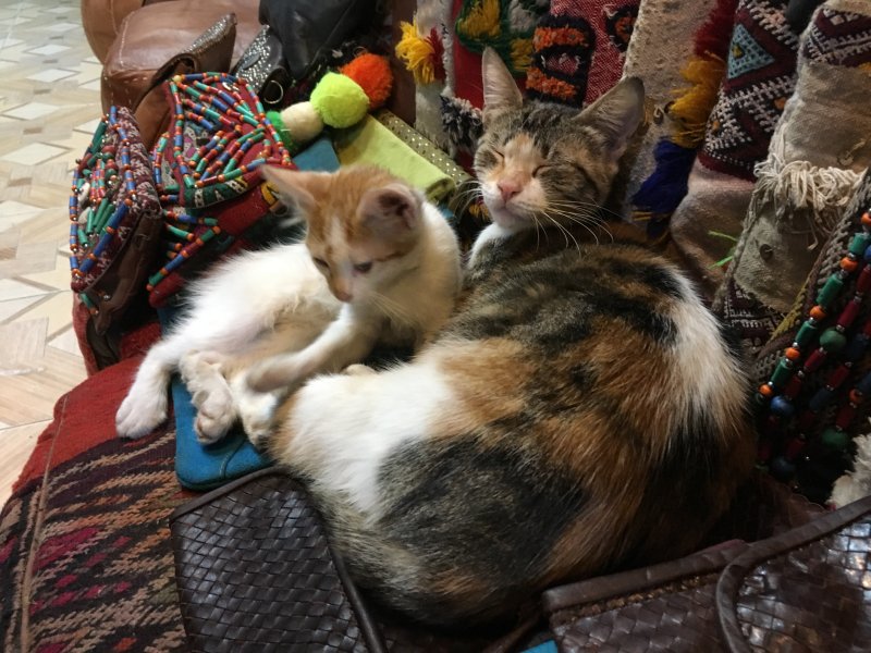 Moroccan cats in the carpet souk of Marrakech