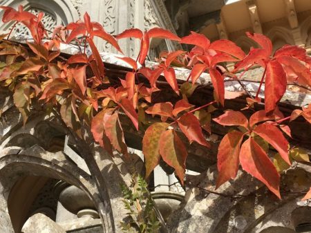 Palace of Monserrate autumn leaves